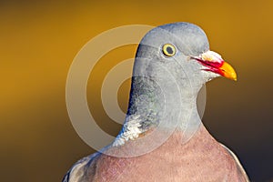 Wood Pigeon, Columba palumbus