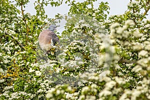 Wood pigeon Columba palumbus