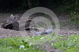 A wood pigeon Columba palumbus