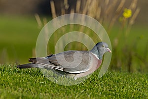 Wood pigeon (Columba palumbus)