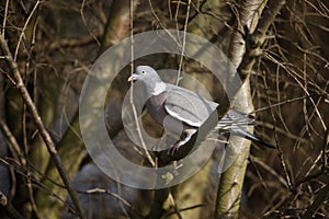 Wood pigeon, Columba palumbus