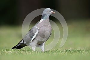 Wood pigeon, Columba palumbus