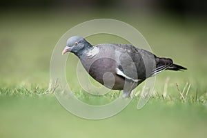 Wood pigeon, Columba palumbus