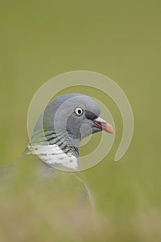 Wood pigeon (Columba palumbus)