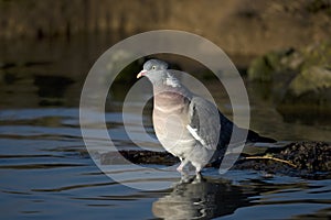 Wood pigeon; Columba palumbus