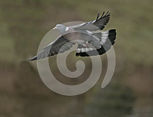 Wood pigeon, Columba palumbus