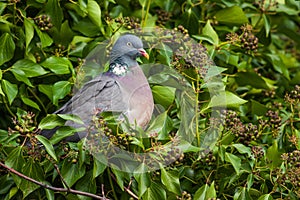 Wood Pigeon (Columba palumbus)