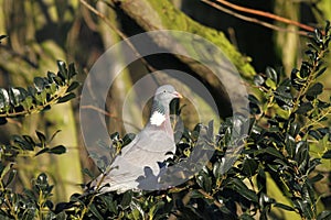 Wood Pigeon (Columba palumbus)