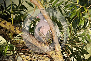 Wood Pigeon, columba palumbus, Adult and Chick standing on Nest, Normandy