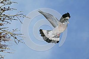 Wood Pigeon, columba palumbus, Adult in Flight against blue Sky, Normandy