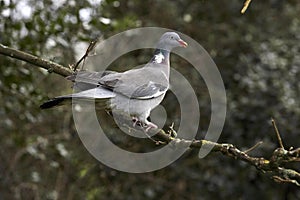Wood Pigeon, columba palumbus, Adult standing on Branch, Normandy