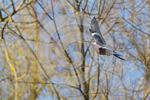 Wood pigeon columba palumbus in flight with branch in beak