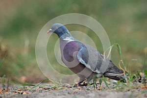 Wood Pigeon Columba palumbus forage on the ground.