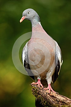 Wood Pigeon, Columba palumbus, forest bird in the nature habitat, green background, France