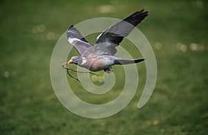 Wood pigeon, Columba palumbus