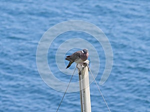 A wood pigeon Columba palumbus sitting on a mast in front of the waves of the sea near Falmouth