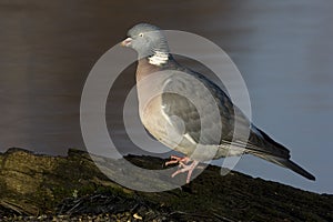 Wood pigeon; Columba palumbus