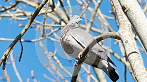 Wood Pigeon (Columbiformes)