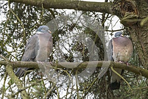 Wood pigeon couple on a branch