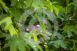 wood pigeon in the depths of a tree crown against the background of green maple leaves