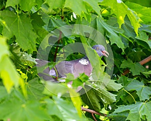 wood pigeon in the depths of a tree crown against the background of maple leaves