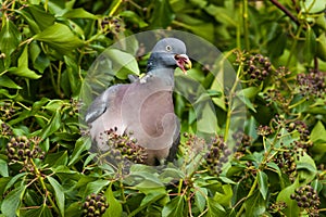 Wood Pigeon eating Ivy berry