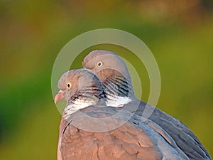 Wood pigeon feather detail head profile pair couple