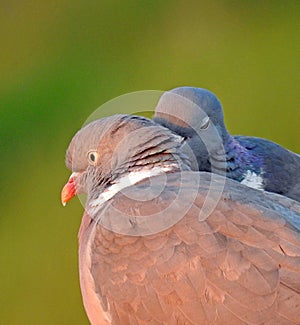 Wood pigeon feather detail head profile pair couple