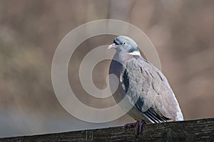 Wood pigeon on a fence