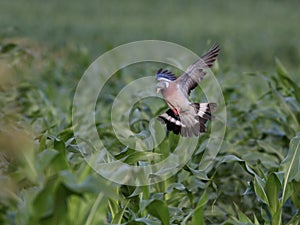 Wood pigeon flight