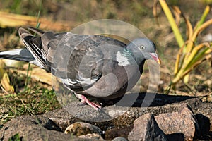 Wood pigeon on ground