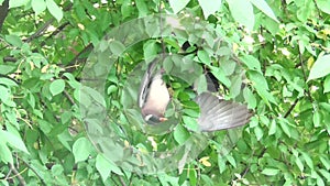 The wood pigeon hangs upside down to pick berries