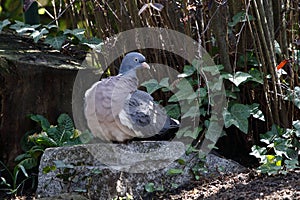 A wood pigeon has retired to a quiet place to rest