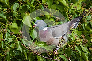 Wood Pigeon in Ivy