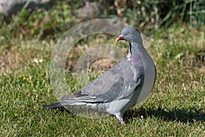 Wood pigeon on lawn