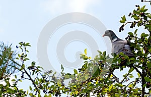 Wood pigeon looking for berries