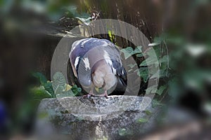 A wood pigeon makes a power nap