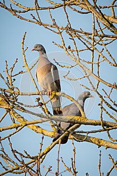 Wood pigeon pair among tree branched