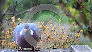 Wood pigeon pecking grain feed in garden