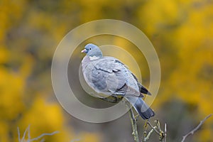 Wood Pigeon perched