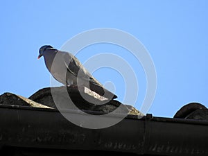 Wood pigeon perched on a roof