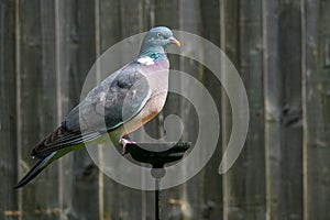 Wood pigeon perched on suet garden bird feeder