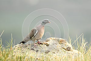 Wood pigeon perches on the rock photo