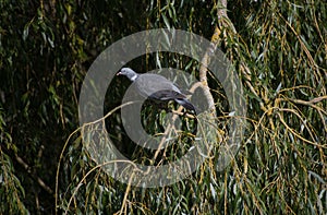 Wood Pigeon perching in a Weeping Willow tree on a river bank