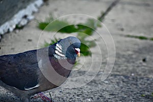 A wood pigeon posing for a photograph in a garden