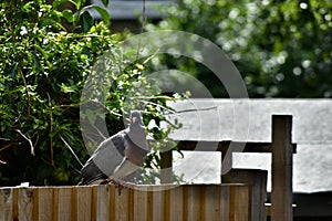 A wood pigeon posing for a photograph on a garden fence