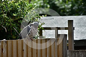 A wood pigeon posing for a photograph on a garden fence