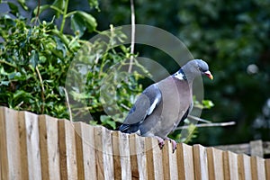 A wood pigeon posing for a photograph on a garden fence