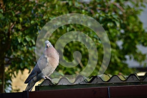 A wood pigeon posing for a photograph on the roof of a shed