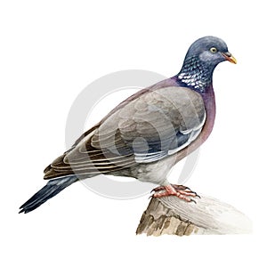 Wood pigeon realistic watercolor illustration. Hand drawn Columba palumbus bird. European forest avian. Wood pigeon